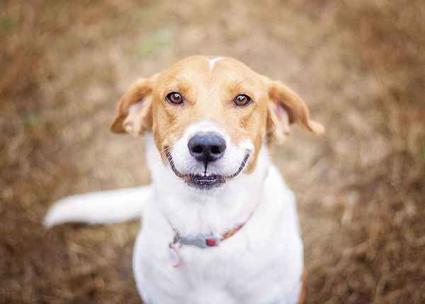 21 ötlet egy kutya születésnapjára vagy ünnepnapjára