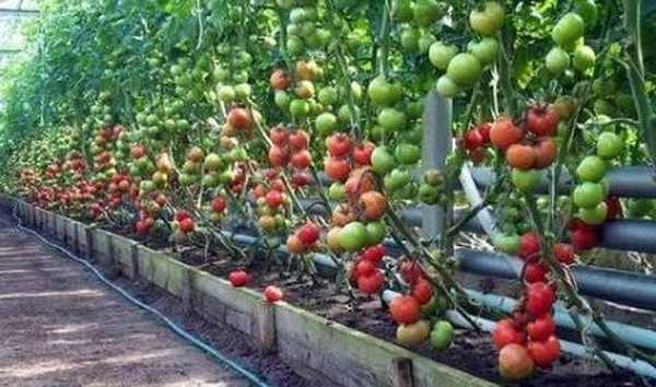 Kyselina boritá pre paradajky a uhorky. postrek