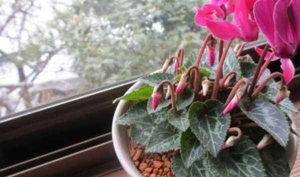 Cyclamen Persia, perawatan di rumah