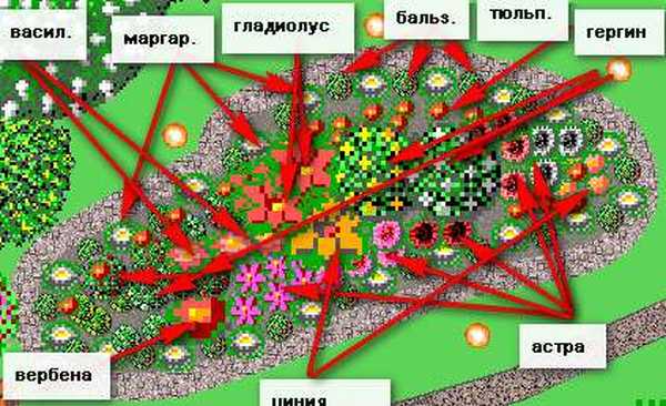 Схема посадки гладиолусов на клумбе