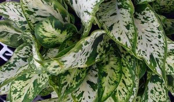 Opieka domowa Dieffenbachia. Zdjęcie