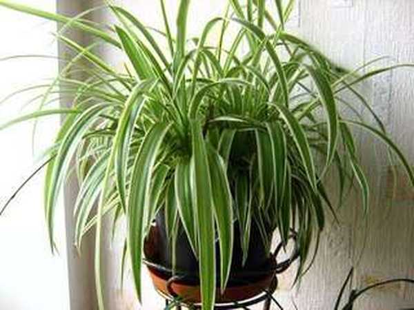 Chlorophytum растителна родина