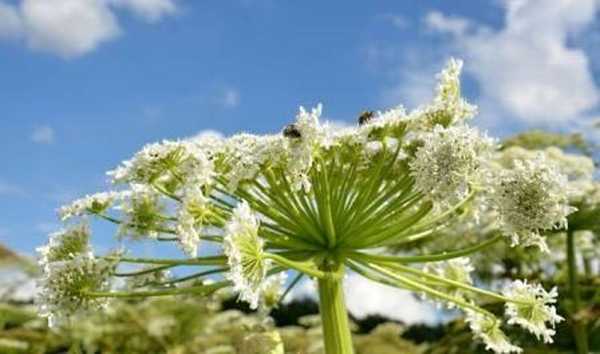 Bagaimana cara berurusan dengan hogweed