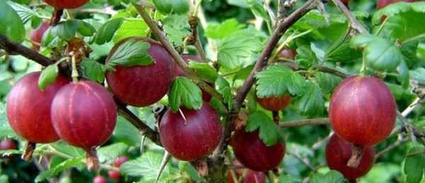 Cara merawat dengan benar pemangkasan gooseberry, penyiraman, pupuk