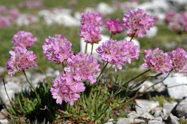 Cara membiakkan armeria