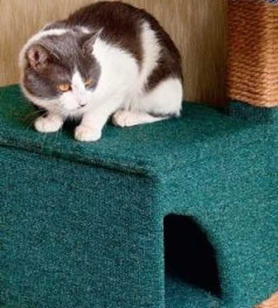 Jak zrobić domek dla kota własnymi rękami