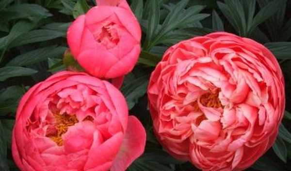 Cara menanam peony di hamparan bunga