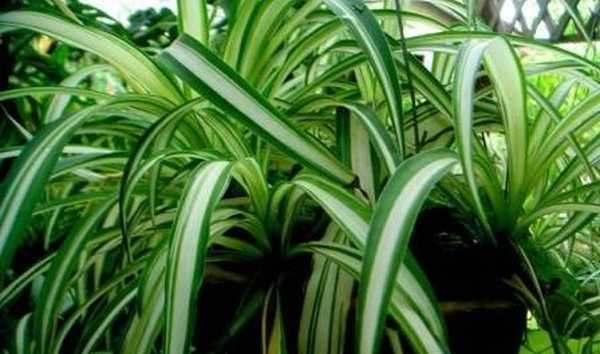 Perawatan Bunga Chlorophytum Dalam Ruangan