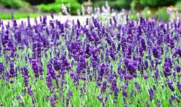 Lavanda, sadnja i njega u otvorenom tlu