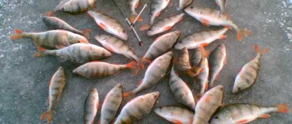 Зими ловимо рибе на мормиску