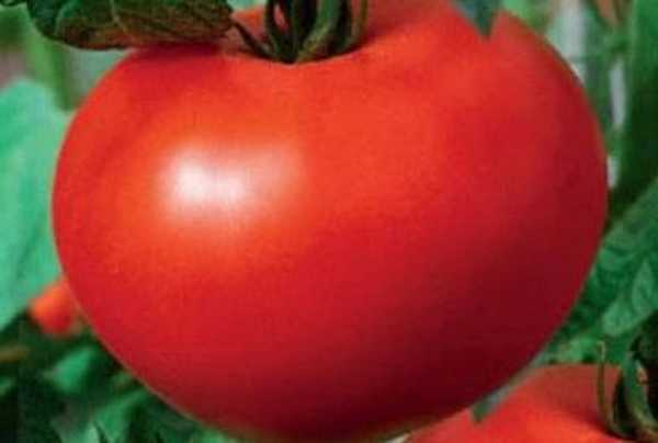 Opis pomidorów Białe nadzienie