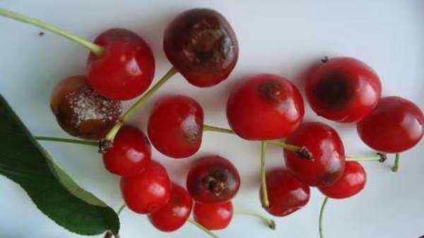 Popis Cherryovy ​​choroby