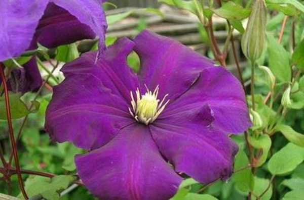 A Clematis szaporodása magokkal