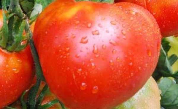Tomato Cosmonaut Volkov recenze zahradníci