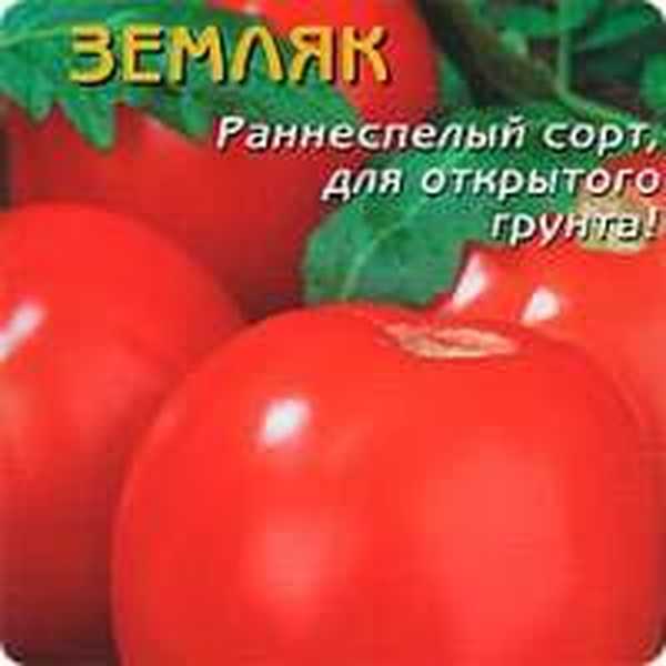 Рецензии на домати Countryman, снимки, които са засадили