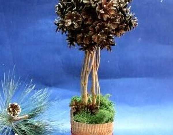 Topiary stožcev, fotografija