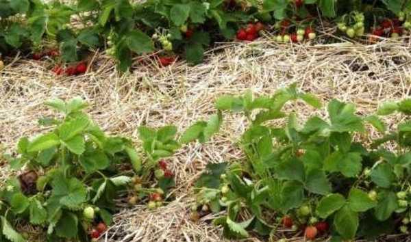 Gnojivo za jagode u proljeće