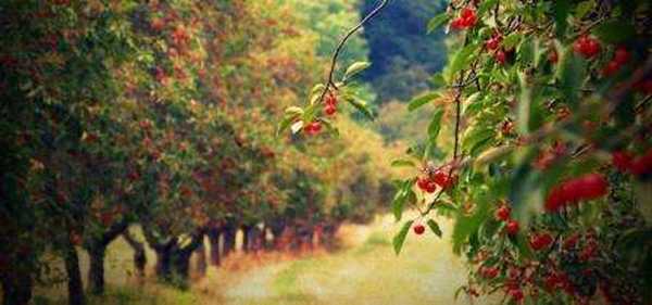 Jarní hnojivo pro ovocné stromy