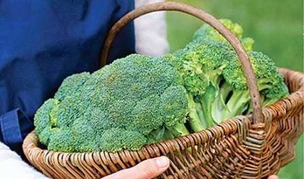 Gojenje sadike brokolija