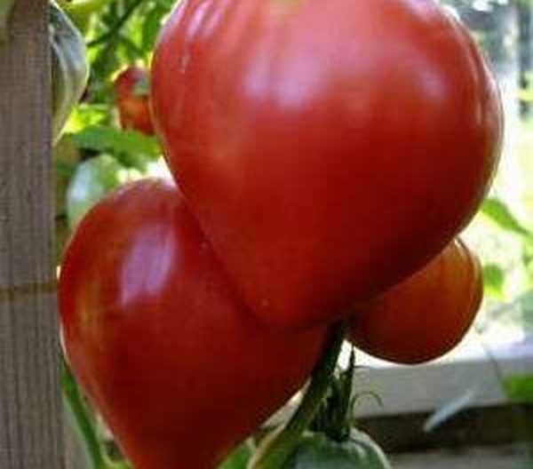 Tumbuh tomat Mazarin, foto