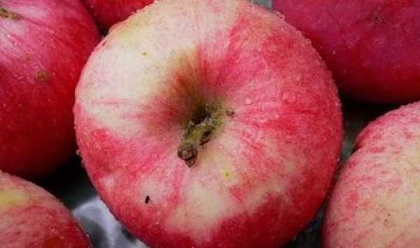 Jabolčno drevo Melba opis, fotografija, poletna sorta