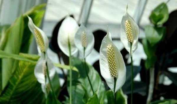 Špičky listov Spathiphyllum suché, čo robiť