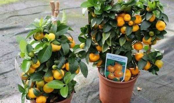 Cara menanam calamondin di ambang jendela