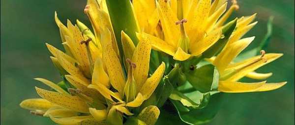 Cara menanam gentian di kebun