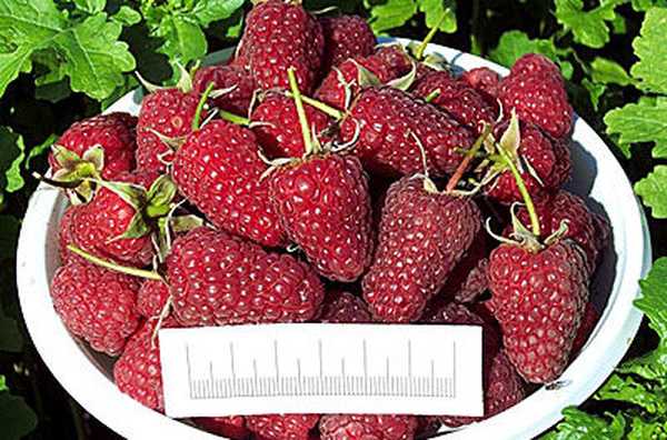 Penanaman dan perawatan Raspberry Bryansk Divo