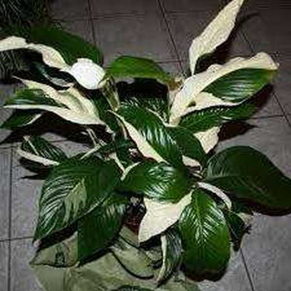 Homeland Spathiphyllum szobanövény