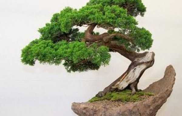 Postupné pěstování bonsaje s fotografiemi