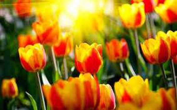 Növekvő tulipánok az üvegházban