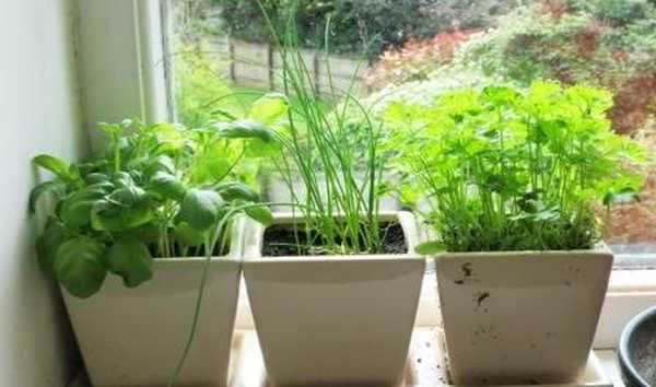Вирощування зелені в домашніх умовах
